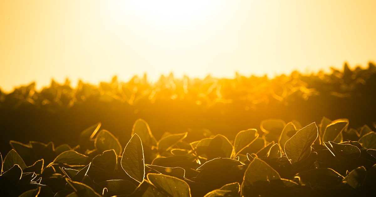 The sun sets over a bean field near Mission Central in Mapleton, Iowa.