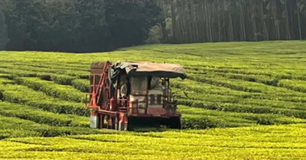 Tea fields are ripe for the harvest near Matongo, Kenya. (Photo courtesy of Rev. Brian J. Hamer.)
